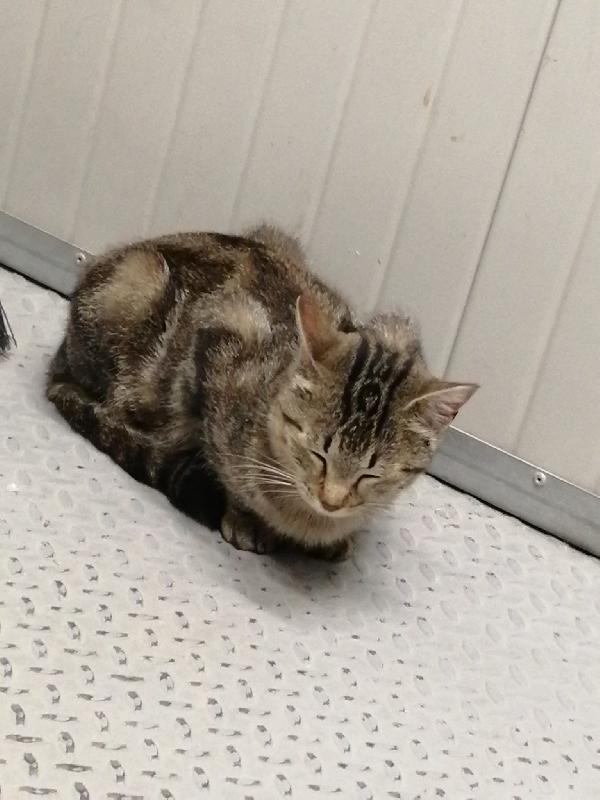 MIRANDA MICIA DI DUE ANNI Foto 6
